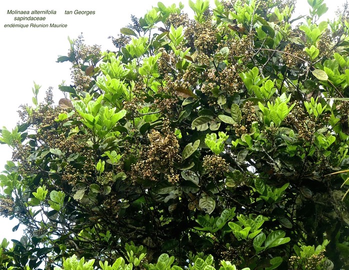 Molinaea alternifolia . tan Georges .sapindaceae .endémique réunion Maurice P1640309