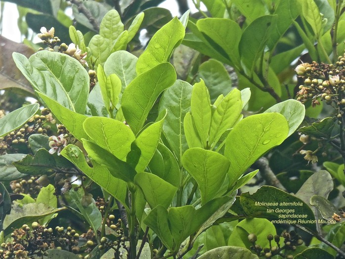 Molinaea alternifolia .tan Georges .sapindaceae.endémique Réunion Maurice P1640311