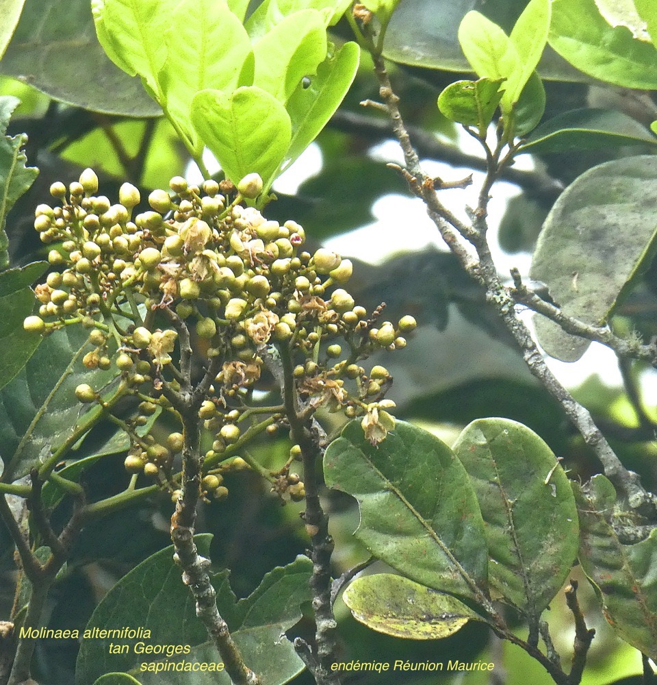 Molinaea alternifolia .tan Georges  sapindaceae .endémique Réunion Maurice .P1640318