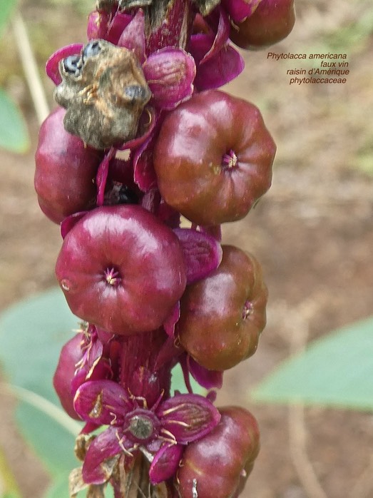 Phytolacca americana.faux vin.raisin d'Amérique . phytolaccaceae .P1640338