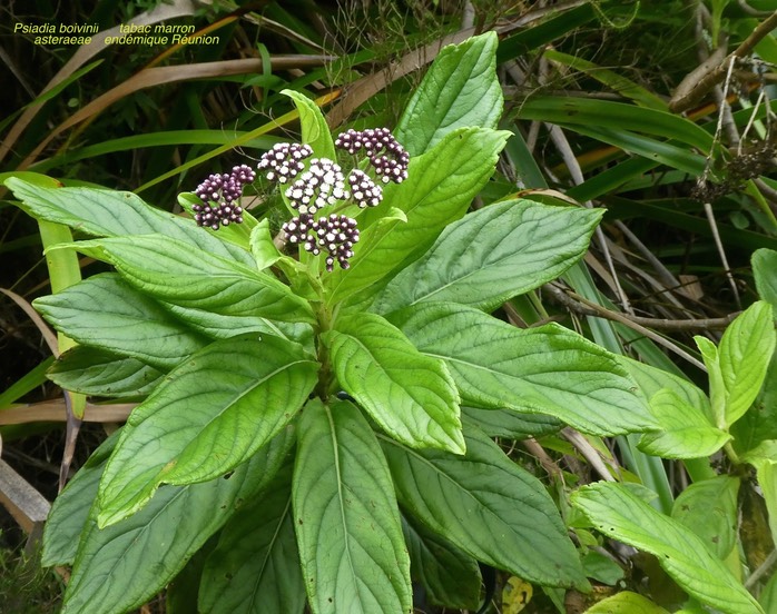 Psiadia boivinii. tabac marron . bouillon blanc . asteraceae .endémique Réunion .P1640648