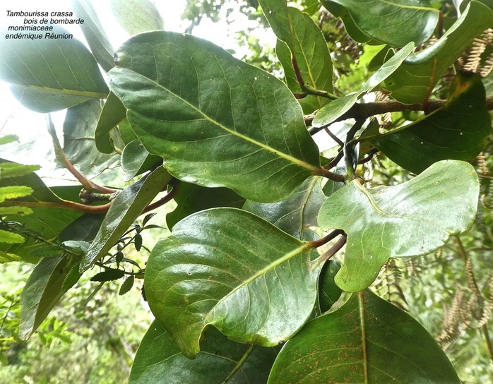 Tambourissa crassa . bois de bombarde .monimiaceae. endémique Réunion  P1640409