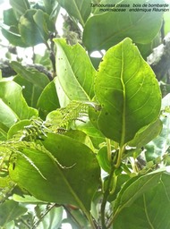 Tambourissa crassa .bois de bombarde .monimiaceae . endémique Réunion .P1640408