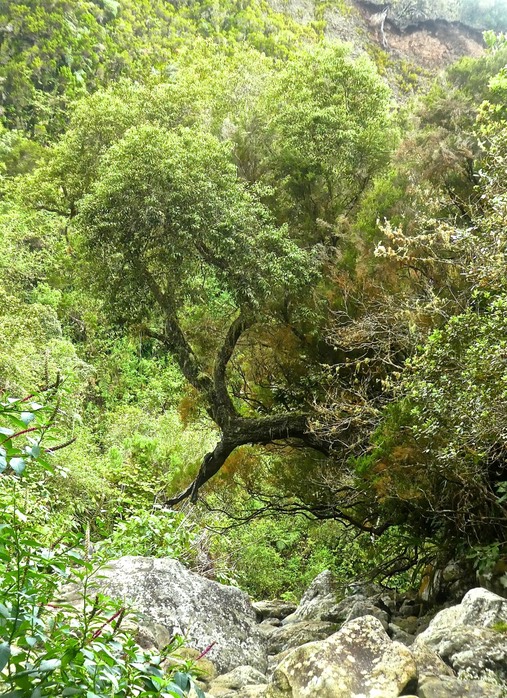 vieux Bois de rempart .Agarista salicifolia . ericaceae  P1640400