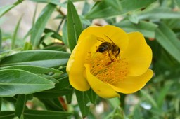 Visite de l'abeille à la fleur jaune