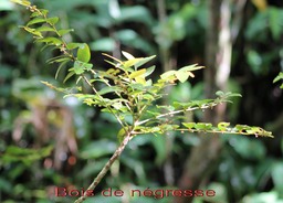 Bois de négresse - Phyllantus phillyreifolius - Phyllanthacée- BM
