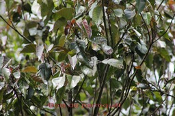 Bois de perroquet - Cordemoya integrifolia - Euphorbiacée - BM