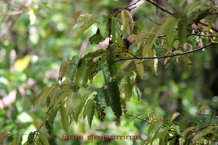 Bois de pomme - Syzygium cymosum- Myrtacée- B