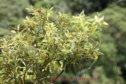Bois de rempart- Agarista salicifolia - Ericacée - I