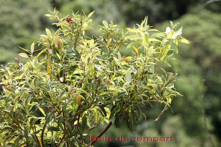 Bois de rempart- Agarista salicifolia - Ericacée - I