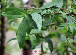 Bois de violon ou Bois de Charles - Acalypha integrfolia - Euphorbiacée -I