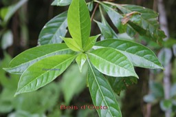 Bois d'Osto- Antirhea borbonica - Rubiacée - M