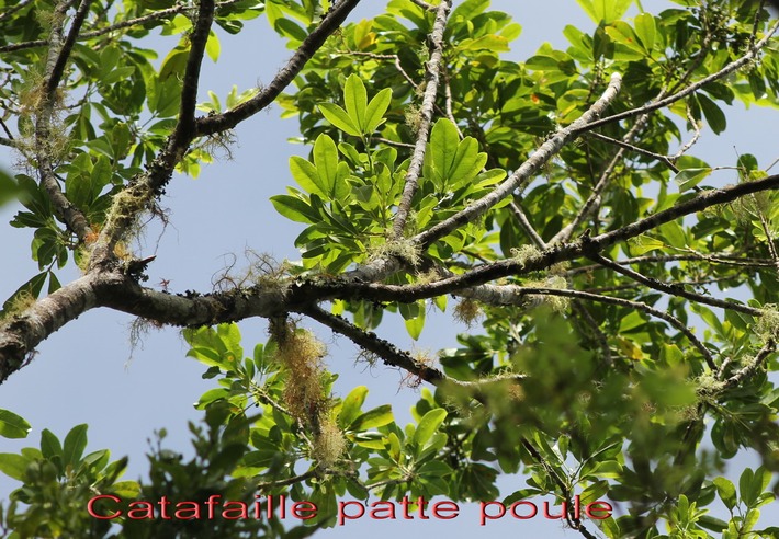 Catafaille patte poule- Melicope obtusifolia - Rutacée - B