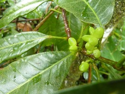 Fruits de Catafaille (1)