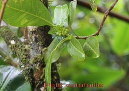 Petit catafaille- Melicope borbonica - Rutacée - B
