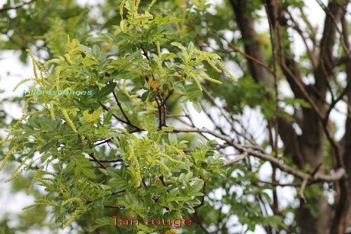 Tan rouge - Weinmannia tinctoria - Cunoniacée - M