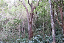 Agarista salicifolia - Bois de rempart - Ericacée 