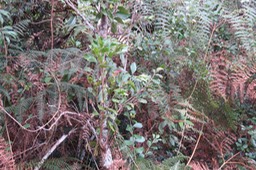 Antidesma madagascariense - Bois de cabri (blanc) - Phyllanthaceae