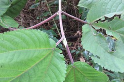 Boehmeria stipularis Wedd. -  Bois de source blanc  - Urticaceae - Mascar. (B, ?M), ?Madag.
