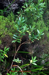 Bois cassant- Psathura borbonica- Rubiacée- B