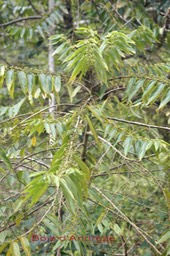 Bois d'Andrèze- Trema orientalis - Cannabacée- I
