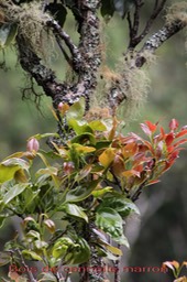 Bois de cannelle marron- Jeunes feuilles