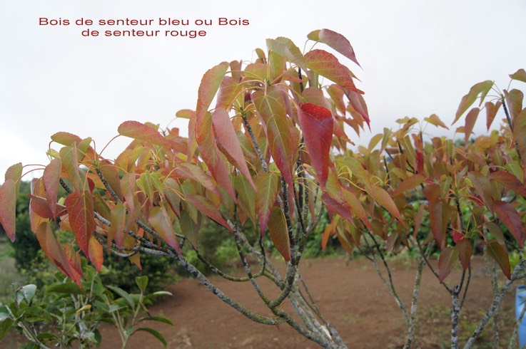 Bois de senteur bleu- Dombeya populnea - Malvacée - BM