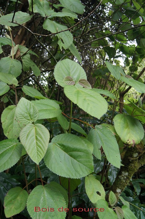 Bois de source- Boehmeria stipularis- Urticacée-B-2