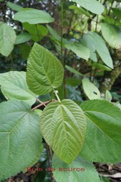 Bois de source-Boehmeria stipularis-Urticacée-B