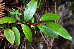Change écorce ou Goyave marron- Aphloia theiformis- Aphloiacée-I