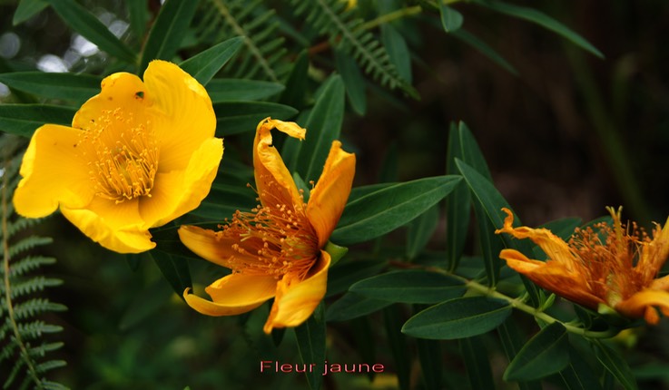 Fleur jaune- Hypericum lanceolatum - Hypéricacée- I