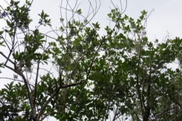 Geniostoma borbonicum - Bois de piment ou Bois de rat - Loganiaceae