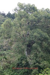 Grand Affouche- Ficus densifolia- Moracée - Masc