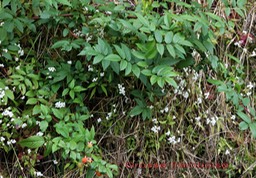 Grosse framboise-- Rubus fraxinifolius- Rosacée - exo