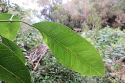 Melicope borbonica ou Euodia borbonica - Petit catafaille - Rutacée - M dessous