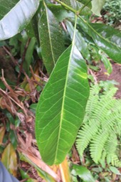 Melicope borbonica ou Euodia borbonica - Petit catafaille - Rutacée - M dessus