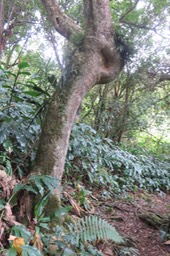 Melicope obtusifolia  - Catafaille patte poule ou Grand Catafaille - Rutacée - Endémique Réunion Maurice