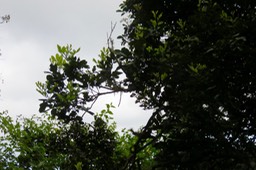 Noter les jeunes fuilles de Molinaea alternifolia - Tan Georges - SAPINDACEAE - endémique de La Réunion et de Maurice
