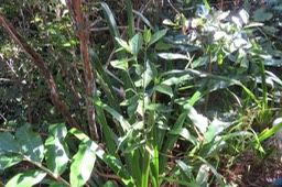 Psathura borbonica - Petit Bois cassant - Rubiaceae- B