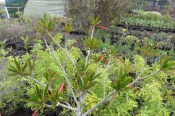 Stillingia lineata (Lam.) Müll.Arg. - Tanguin pays - Euphorbiaceae -  Indigène Réunion