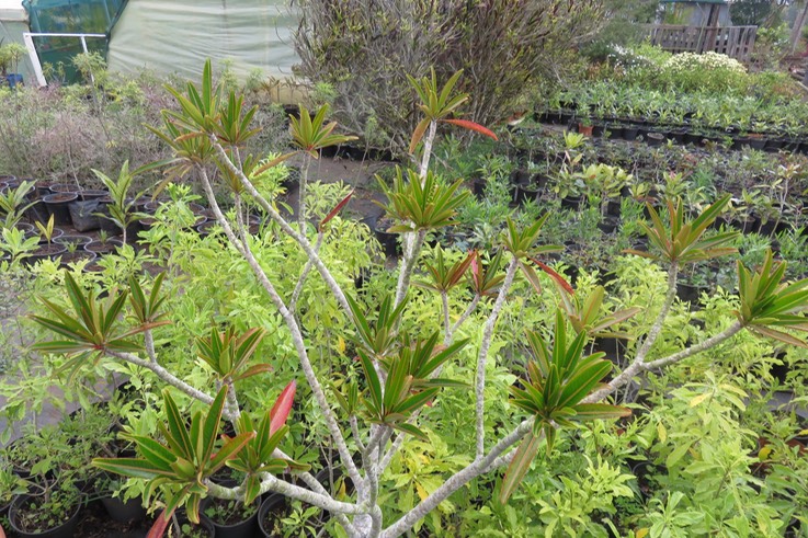 Stillingia lineata (Lam.) Müll.Arg. - Tanguin pays - Euphorbiaceae -  Indigène Réunion