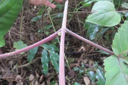 Stipules de Boehmeria stipularis Wedd. -  Bois de source blanc  - Urticaceae - Mascar. (B, ?M), ?Madag.
