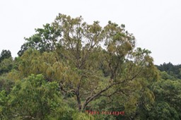 Tan rouge- Weinmannia tinctoria- Cunoniacée - Masc