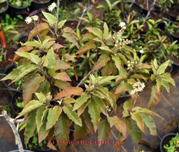Ti Bois de senteur- Croton mauritianus- Euphorbiacée - B