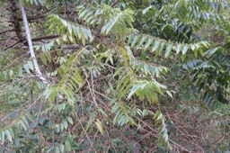 Trema orientalis - Bois d'andrèze - Cannabacée - I