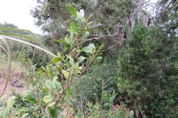 Turraea thouarsiana - Bois de quivi - Meliaceae - endémique B M