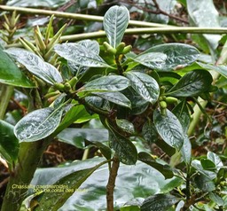 Chassalia gaertneroides . bois de corail des hauts.bois de merle.rubiaceae.endémique Réunion.P1016901