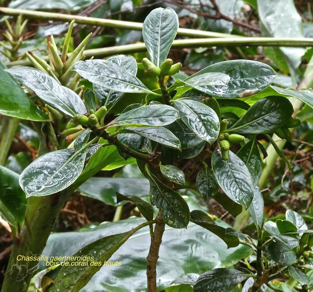Chassalia gaertneroides . bois de corail des hauts.bois de merle.rubiaceae.endémique Réunion.P1016901