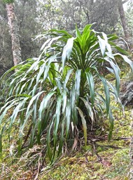 Cordyline mauritiana.canne marronne.asparagaceae.endémique Réunion Maurice.P1016813