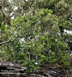 Embelia angustifolia.liane savon.myrsinaceae.endémique Réunion Maurice.P1016964